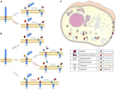 Contribution of the Endosomal-Lysosomal and Proteasomal Systems in Amyloid-β Precursor Protein Derived Fragments Processing